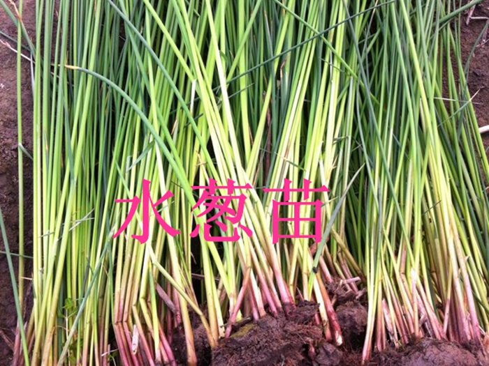 水葱 